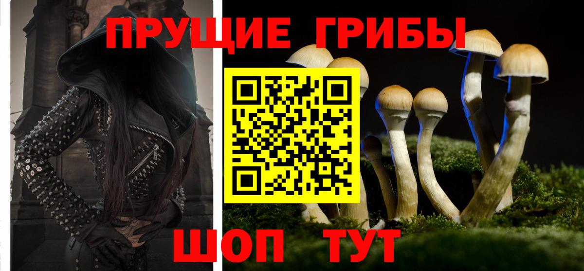 Тайшет  Псилоцибиновые грибы Cubensis  Вход с VPN 